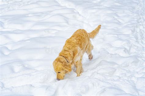An Orange Golden Retriever Dog Stock Photo Image Of Outside Nature
