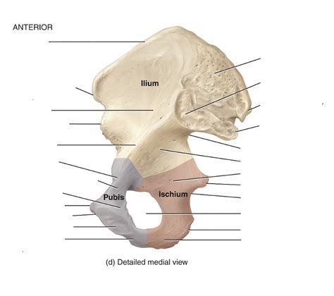Medial View Of Hip Bone Diagram Quizlet