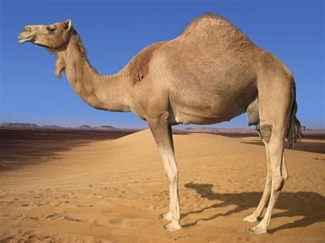 Read important message from a camel from the story llamas be like by kadeisamazing with 53 reads. Camel, llama antibodies inspire new cancer treatment