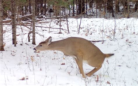 This Whitetail Behavior Is Most Puzzling Whitetail Wisdom Blog Deer