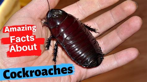 Top 10 Amazing Facts About Cockroaches Youtube
