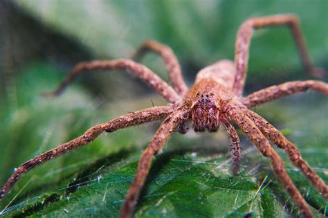 Nursery Web Spider In My Backyard Pisaura Mirabilis Rspiders