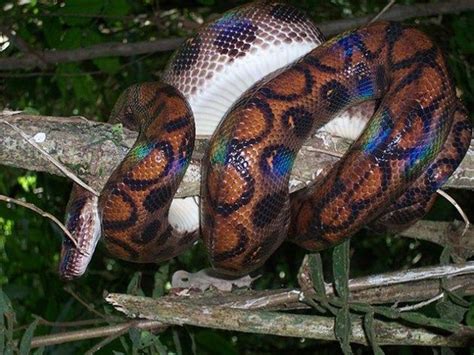 Top 15 Most Dangerous Animals In The Amazon Rainforest
