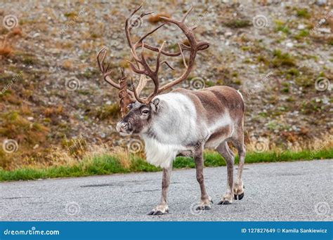 Big Reindeer In The Forest Stock Image Image Of Finland 127827649