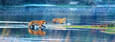 Bardia National Park The Ultimate Wildlife Adventure In Nepal