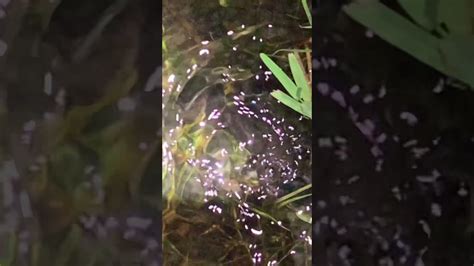 Common Platanna Frog Slow Motion Youtube