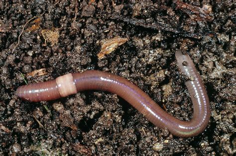 Earthworm Stock Image Z1950087 Science Photo Library