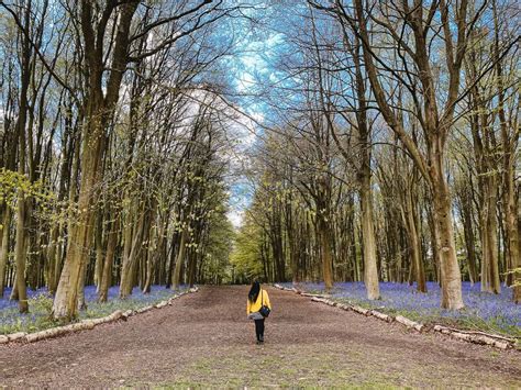 How To See Badbury Clump Bluebells A Magical Wood In Oxfordshire 2024