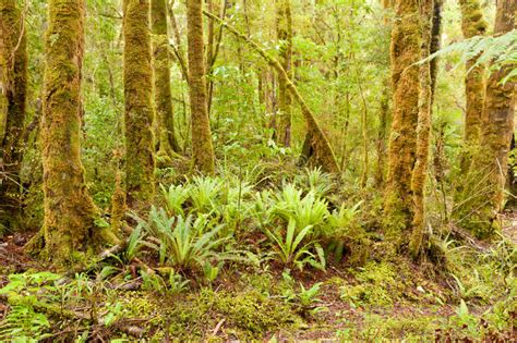 Fern Tree Rainforest Wilderness Otago New Zealand Stock