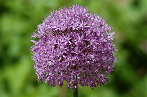 10 Types Of Purple Allium Flowers