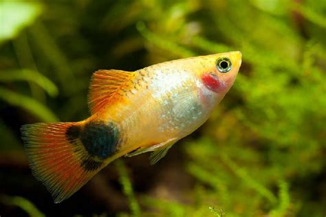 Dan lainnya semisal yang memiliki sirip panjang dan juga jenis mickey mouse pedang (memiliki ekor panjang). Bagaimana Cara Merawat Ikan Mickey Mouse Yang Baik? - Ikan ...