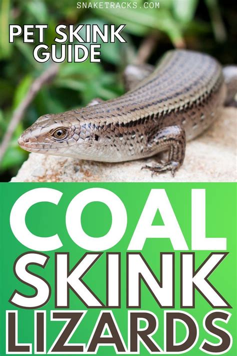 Coal Skinks In South Carolina For Best Pet Guide Reptiles Pet South