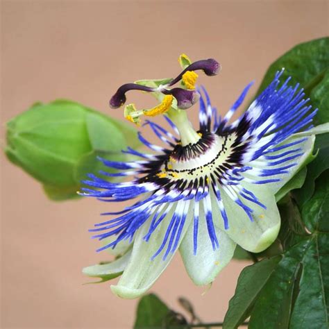 Blue Passion Flower Growing Care Health Benefits And