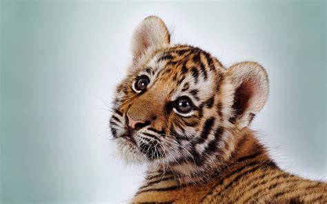 Beautiful Cute Small Baby Tiger Cub Hd Wallpapers Hd
