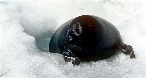 Baikal Seal Ocean Treasures Memorial Library