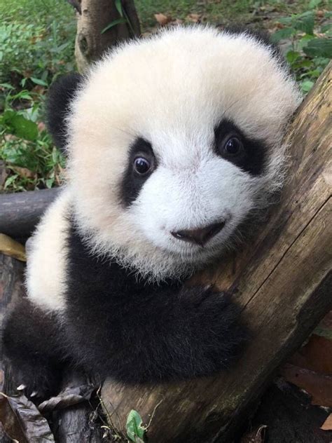 Just look at that face! Cute Cartoon Animals, Image Panda, Funny Panda