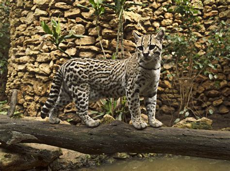 The Ocelot As A Pet Everything You Need To Know
