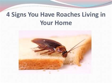 4 Signs You Have Roaches Living In Your Home