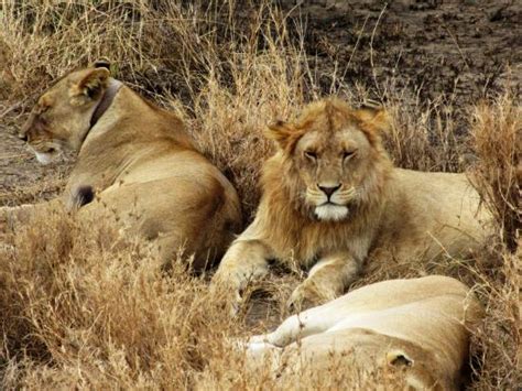 Lions Picture Of Serengeti National Park Arusha Region Tripadvisor