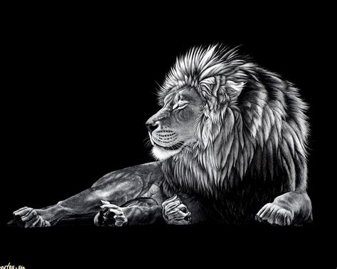 44 Cool Lion Wallpaper