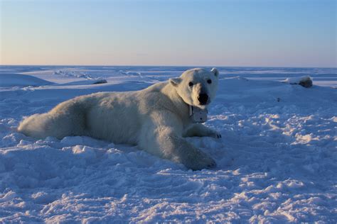An Adult Female Polar Bear Lays On The Sea Ice Wearing A Gps Satellite