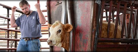 Herd Health Care, Cattle Veterinarian - Floresville TX