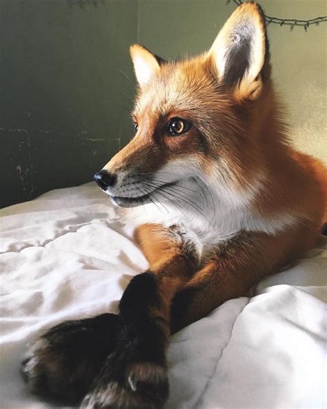 Adorable Pet Fox Named Juniper Will Steal Your Heart