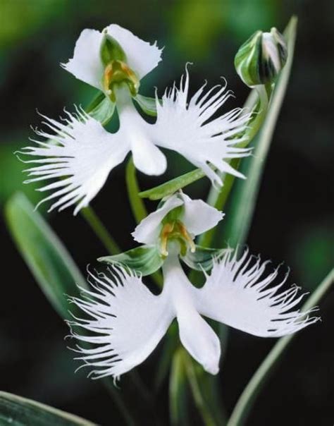 White Egret Orchid Express Photos