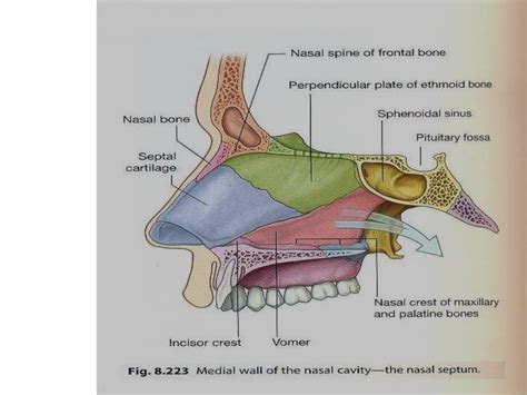 Nasal Cavity Anatomy