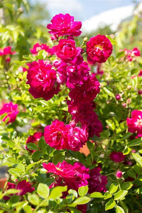 See what people are saying and join the conversation. Ramblerrose "Super Excelsa®" | Bodendeckerrosen, Pflanzen ...