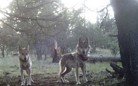 Mexican Wolf Population In Arizona New Mexico Hits New High Arizona