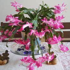 It is such a bright spot during long winters. How to Care for a Christmas Cactus: 14 Steps (with Pictures)