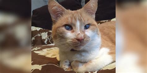 Blind And Deaf Cat Is So Brave And Fearless Videos The Dodo