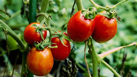 Roma Tomatoes Plant Care And Growing Tips Uk