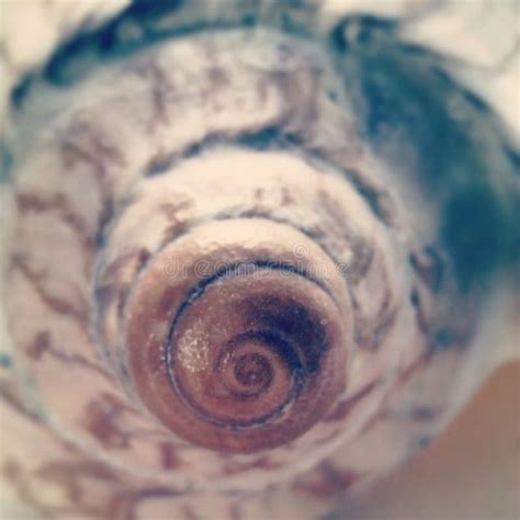 Spiral On Sea Shell Stock Photo Image Of Swirl Sealife 10610736