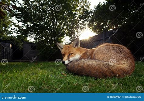 Red Fox Lying On Grass On A Sunny Afternoon Stock Image Image Of
