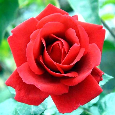 Gambar Bunga Mawar Merah Harian Nusantara