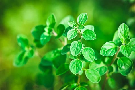 10 Reasons To Grow Oregano A Highly Beneficial Herb