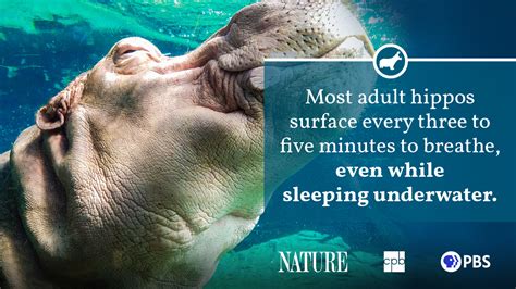 Hippo Fact Sheet Blog Nature Pbs