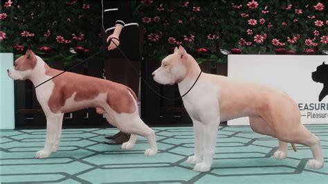 Breeders Showcase Sims International Kennel Club