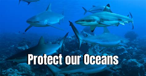 Protect The Oceans