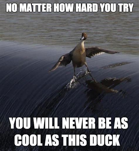 35 Duck Memes That Will Make You Quack All Day Funny Animal Jokes Cute
