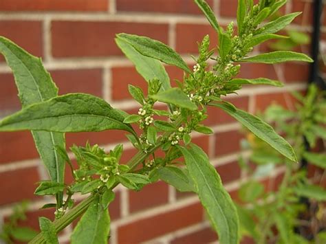 Acompanhem nossas redes sociais e fique por dentro das informações do concurso. Chenopodium ambrosioides, American Wormseed