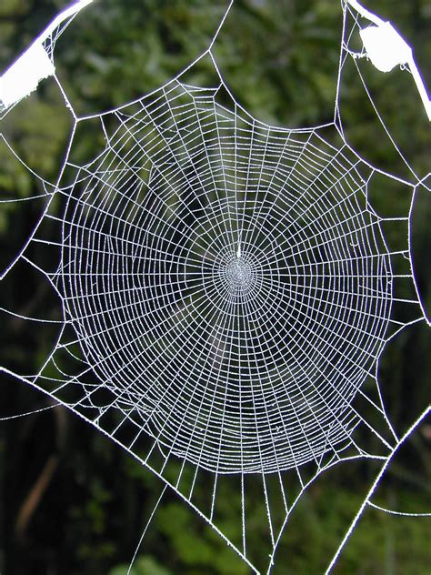 Spider Web Showing Approximate Radial Symmetrya Normal Web Of The Orb