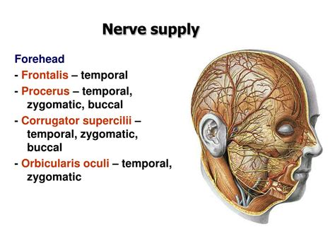 Check spelling or type a new query. PPT - Head and Face Anatomy PowerPoint Presentation, free ...