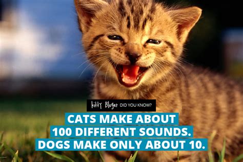 They are truly incredible animals and companions. Did you know? 10 amazing facts about cats - #2 | Kitty Bloger