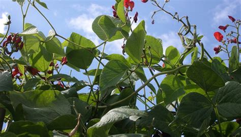 Add some vegetable fertilizer or manure prior to planting. How to Grow String Beans in Zone Six | Garden Guides