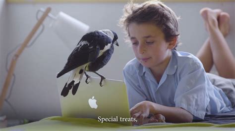 A family takes in an injured magpie that makes a profound difference in their lives. Penguin Bloom Xmas Video 2017 - YouTube