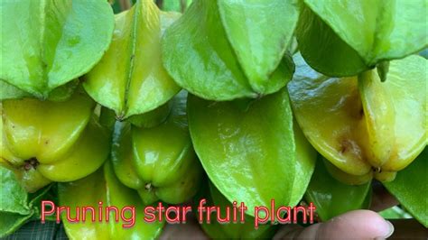 How To Grow Star Fruit Plant Pruning Star Fruit Plant Daily Life And