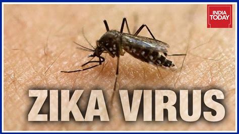 Zika Virus Threat Who Confirms 3 Cases Of Zika Virus In India Youtube
